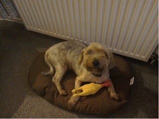 Benji