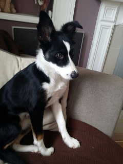 Jessie