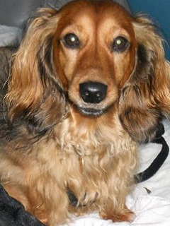 Poppy